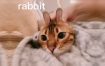 【陈一发儿】：怎么这么可爱的小猫咪也会有黑粉