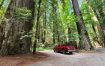 #美国游流水账# 补作业：路过的加州红木国家公园 ​​​