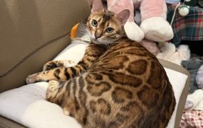 今天大A亏了28万，我看似平静其实已经疯了。