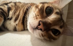 十月份A股收益率回顾：我是不是财经博主里面唱歌最厉害的🥺🥺