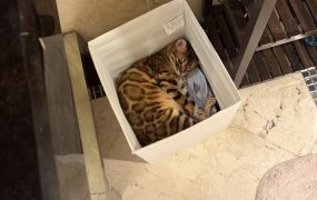 我家小猫咪（小德）生快🥰🥰