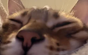 祝大家平平安安元宵快乐