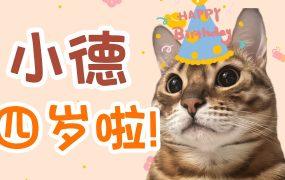 【陈一发儿】：世界上最可爱的小猫咪生日快乐~