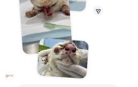 泰国救助的小猫也进展缓慢哎。