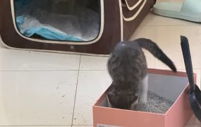 每天打针吃药干饭上厕所