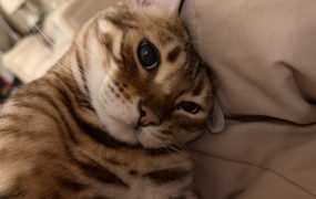 编辑一下帖子改了错别字下面的评论全没了😅