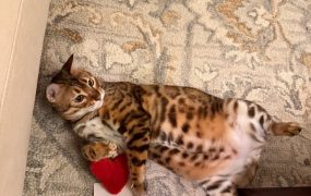 表演一下肚皮舞