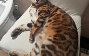 全场85折包邮哦，振兴实体经济！助力小微企业！