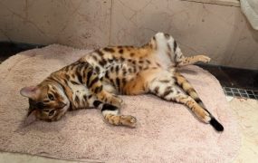 一到冬天住地暖上了，谁不爱电热毯呢 ​​​