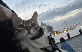 今天A股小亏6万，港股小亏三万，晚上美股还等着我。