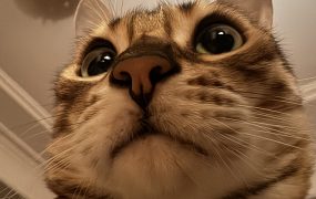 今天大A小亏8万，不成敬意。