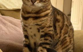 好家伙今天大A又亏了17万