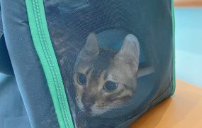 猫包里的小猫咪看着委屈巴巴～