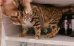 据科学研究：收看小猫咪视频可有效改善生活～亲测有效～嗷呜～