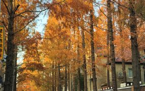 上海这树白天蛮好看的咧，晚上弄堂里挂的红灯笼有点哈人 ​​​