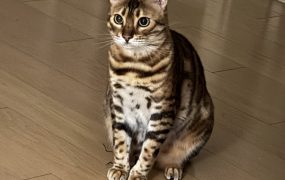 川川在群里叫大家帮忙护航，怎么没人响应，他下一步会不会又要打关税牌啊，哎愁啊。