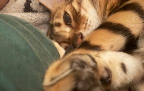 在上海过年这几天我们全家的一个状态 ​​​