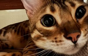 我们小德是世界上最可爱的小猫咪不接受反驳