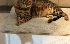 IMHO，“斩杀线”这理论给人一种没有护照的感觉🤔🤔