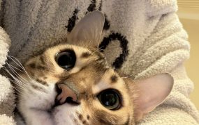 今天回血8滴，前两天美股大跌的时候补了点英伟达和AMD