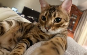 这是A股当日收益不是美股哈，我还在缓慢试图爬出前阵子大跌的坑。