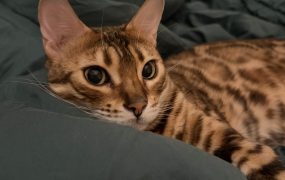 今天A股回血35w，美股港股回血8w。