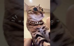 陈一发儿：猫坏人好！