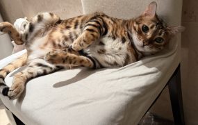 我在6.3w的时候买了一滴滴儿大饼，各位大佬6.3w算不算近期强支撑啊🤔🤔