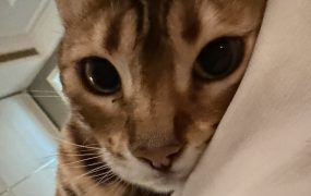 不管怎么说最近东升西降，今天我大A独自美丽。