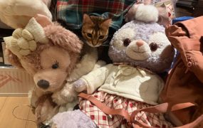 没有猫的可怜野人，给你看看我家猪咪。不用谢哈～！ ​​​