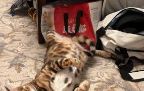 陈警官破案就是快 ​​​