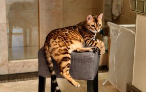 猫之大，一个凳子坐不下 ​​​