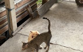 我先预付了一个月医药费（医药费巨巨贵），希望小猫有好运吧哎。😢😢