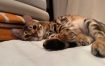 点击听取你的小猫咪🥰🥰 ​​​