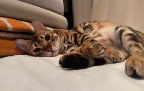 点击听取你的小猫咪🥰🥰 ​​​