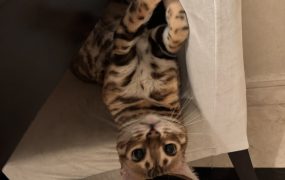 美股A股都涨得我头晕目眩有点方