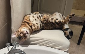 明天10月最后一天,A股应该指数还是收红吧🤔🤔