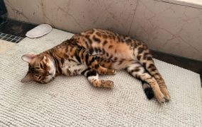 马上2026了，银行系统有一些额度即将更新，看看有没有你还没用掉的。