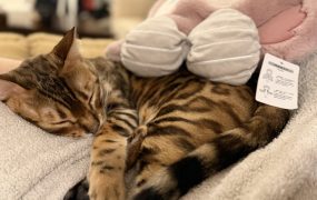 这几个额度我今年都是用完了的，可以说是亲测了哈